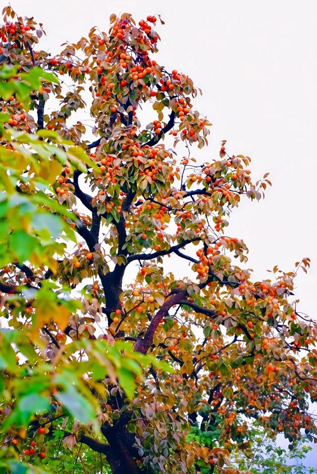 人人拎几箱坐火车！网友：错过等一年！