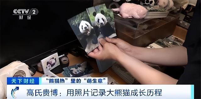 最后两只熊猫打包回国，高市早苗一句狂言，换300亿日元天价账单