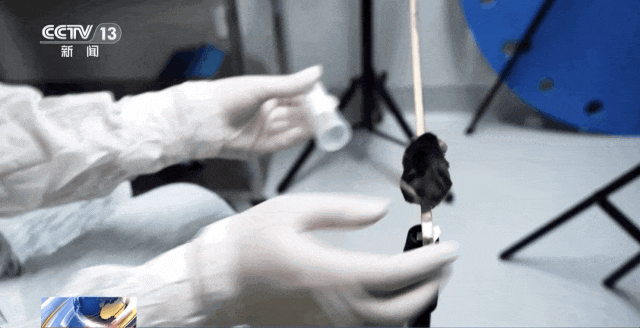 鼠鼠我也要上天了！我的训练你们想象不到……