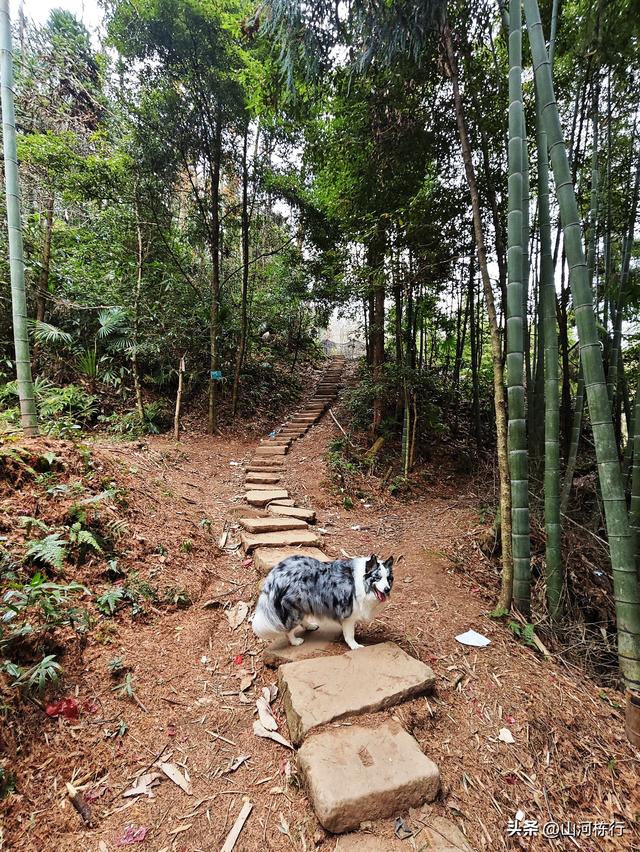 徒步都江堰上元古道｜12公里千阶登顶，一场与自己的硬核对话