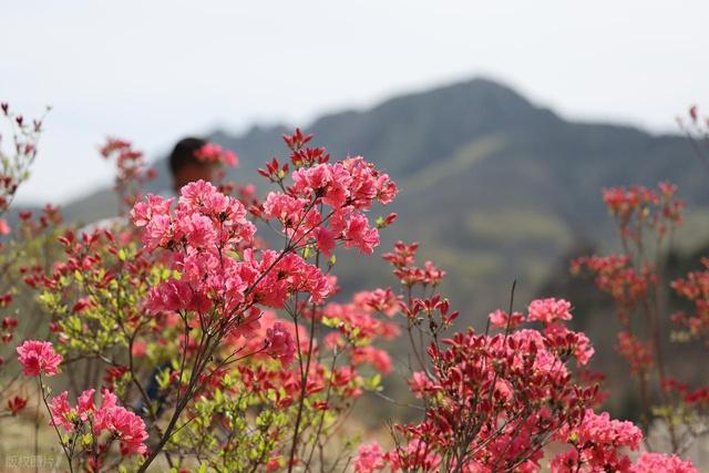 满山遍野的映山红