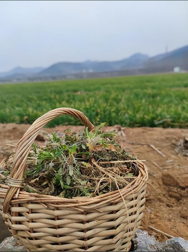 释永信邻居发声：他大哥当年从少林寺带回一尼龙袋，装着满满钞票