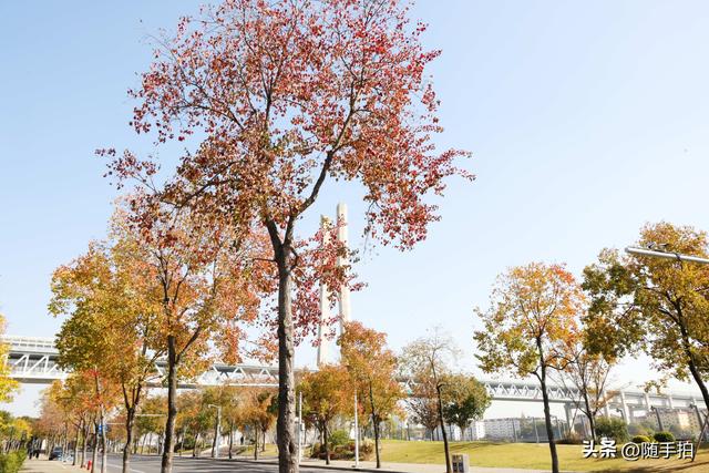 上海：闵行“小外滩”的乌桕“换妆”秋意浓错过成“遗憾”