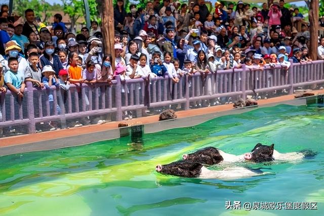 全省首批！欧乐堡动物王国入选山东研学旅游基地品质提升试点单位