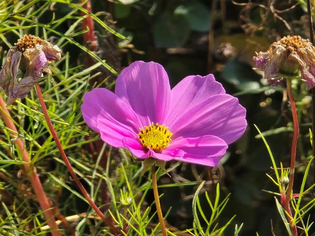 5折买三星Galaxy S24 Ultra，轻度体验真香！无愧安卓机皇