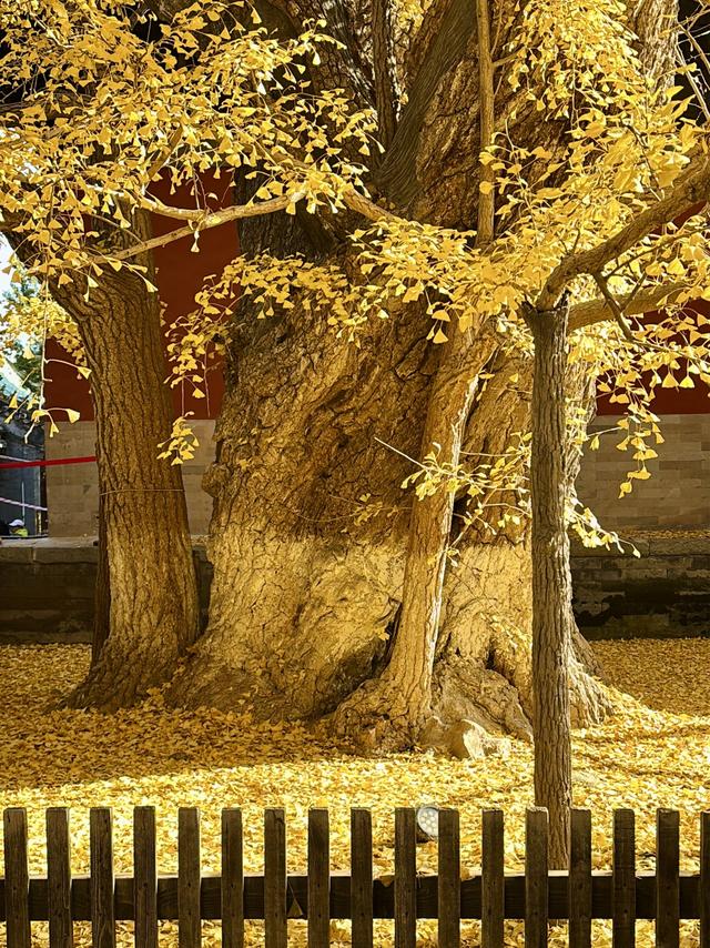 博物FUN | 大觉寺：千年古刹的禅意与新生