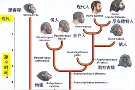 深度长文：人是猴子进化的吗？为什么现在的猴子没进化成人？图片