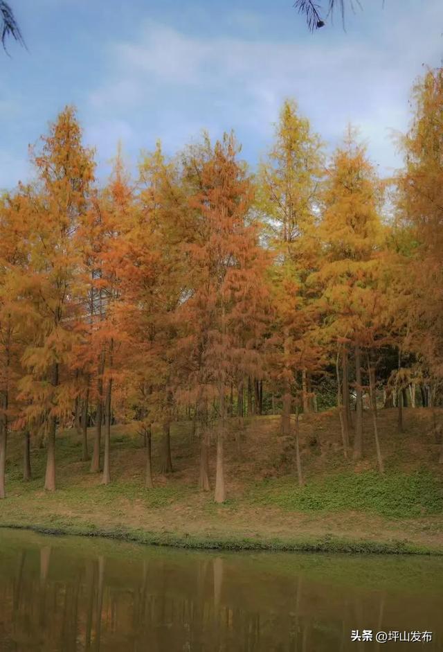 骑遇坪山① | 宝藏“高颜值”骑行线，拍出森系大片刷爆朋友圈