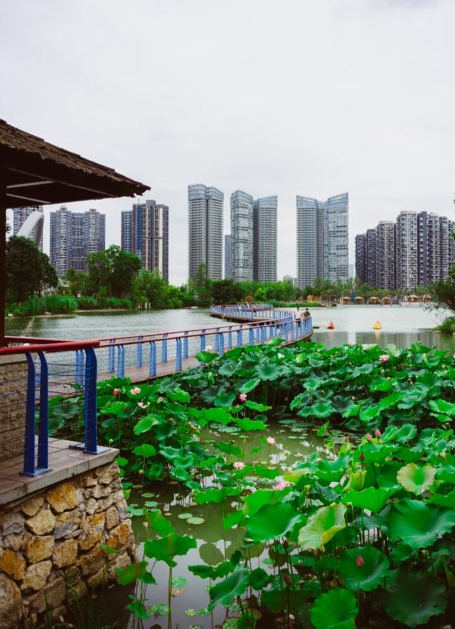 成都又一湿地公园走红！人少景美堪称 “台湾小垦丁”，门票全免费