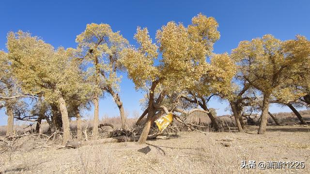 额济纳今年没有金胡杨，有的是创新的套路（1）