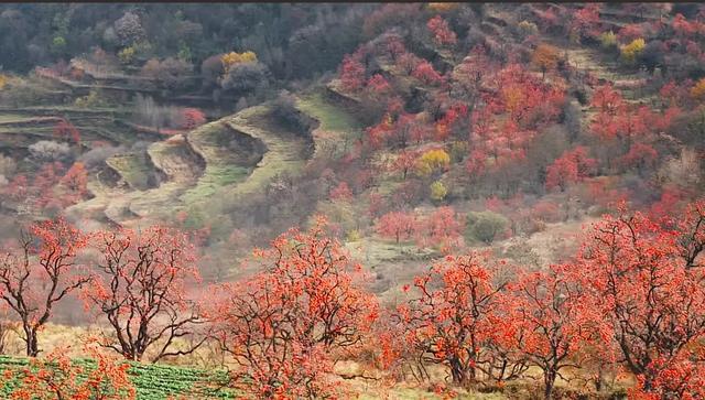 这是我见过最美的柿乡:红灯笼挂满枝头,烟火气暖透心间
