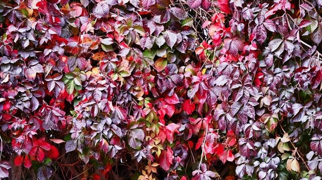 注意！“天才画家”正在肥城市高新区执笔挥毫！惊喜呈现！