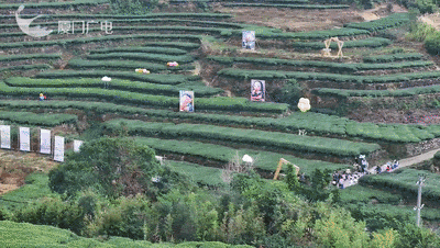 “绝绝紫”！厦门超大片紫风铃花海惊艳绽放！好拍还好玩~