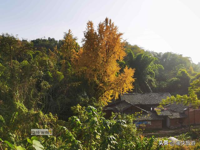 大安叶家沟古道旁的银杏黄