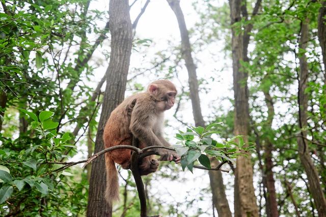 贵阳黔灵山公园，亲子游玩的好去处，这里有近距离撸猴的绝佳地点