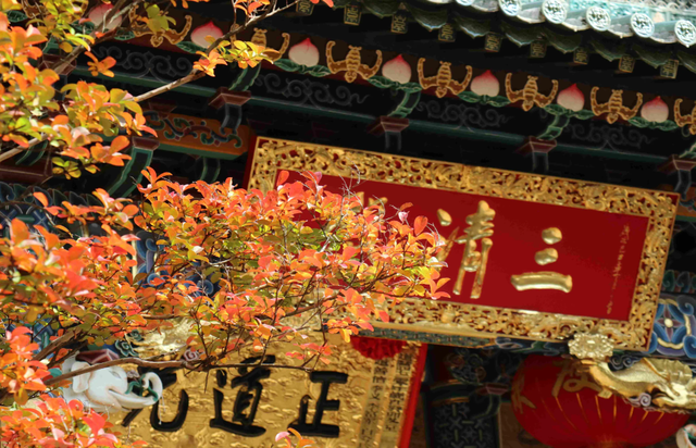 云南昆明最大的赏枫胜地，有6000余株枫树，红叶与古寺相映成趣