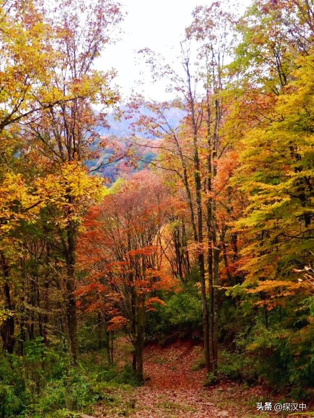 秋遇草川子，红叶醉游人