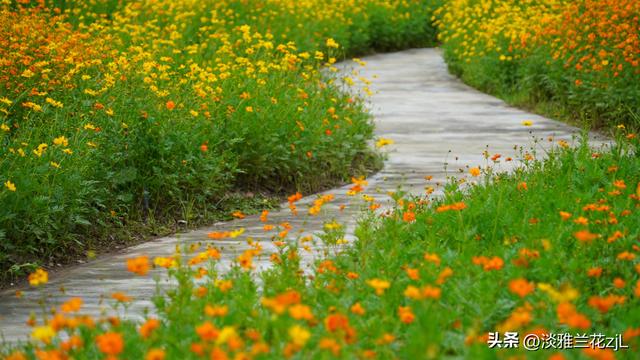 海珠湖公园秋日浪漫盛景