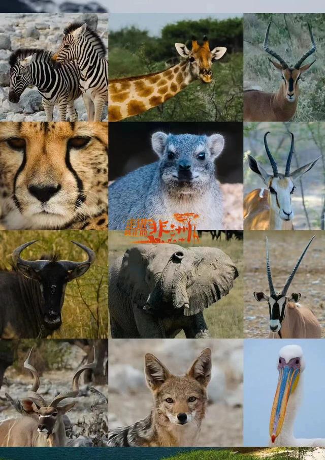 连穿五国，东非Safari！一次前所未至的旅行，人生清单再完成一项