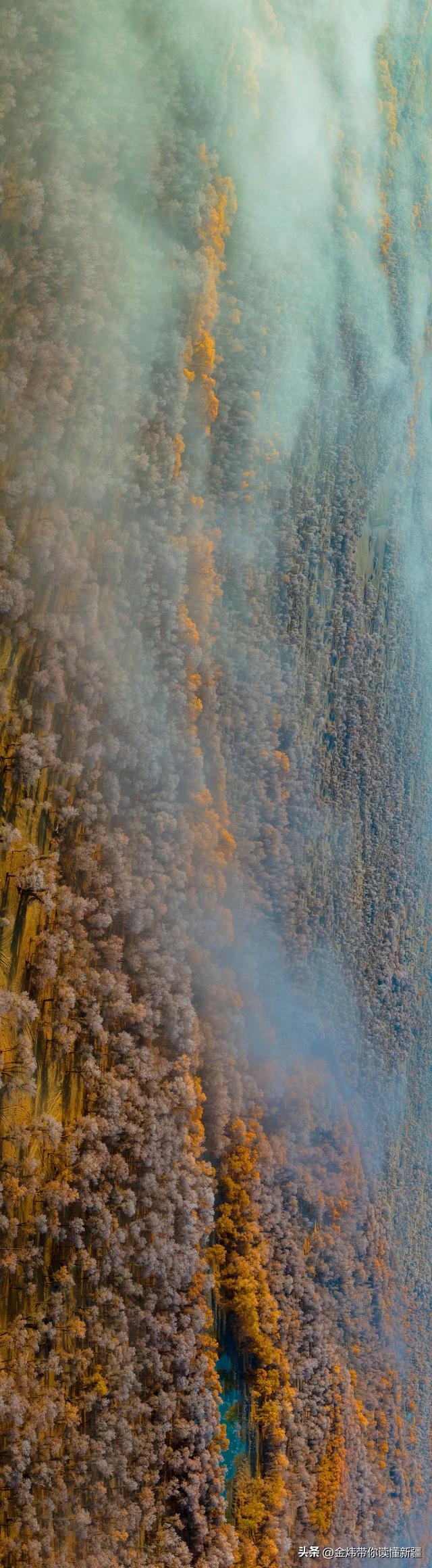 新疆轮台县：轮南胡杨林惊现雾凇奇观