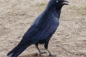 5种“爱记仇”的动物，尤其是最后一种，大家别招惹，否则很惨图片