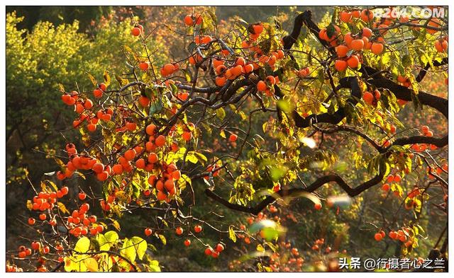 山东行游影记（193）—青州仰天山柿子沟（一）