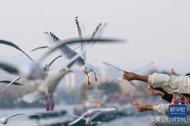 一半鸥气,一半锅气!立冬赴昆暗号:追完红嘴鸥就来顿火锅!下班就去~