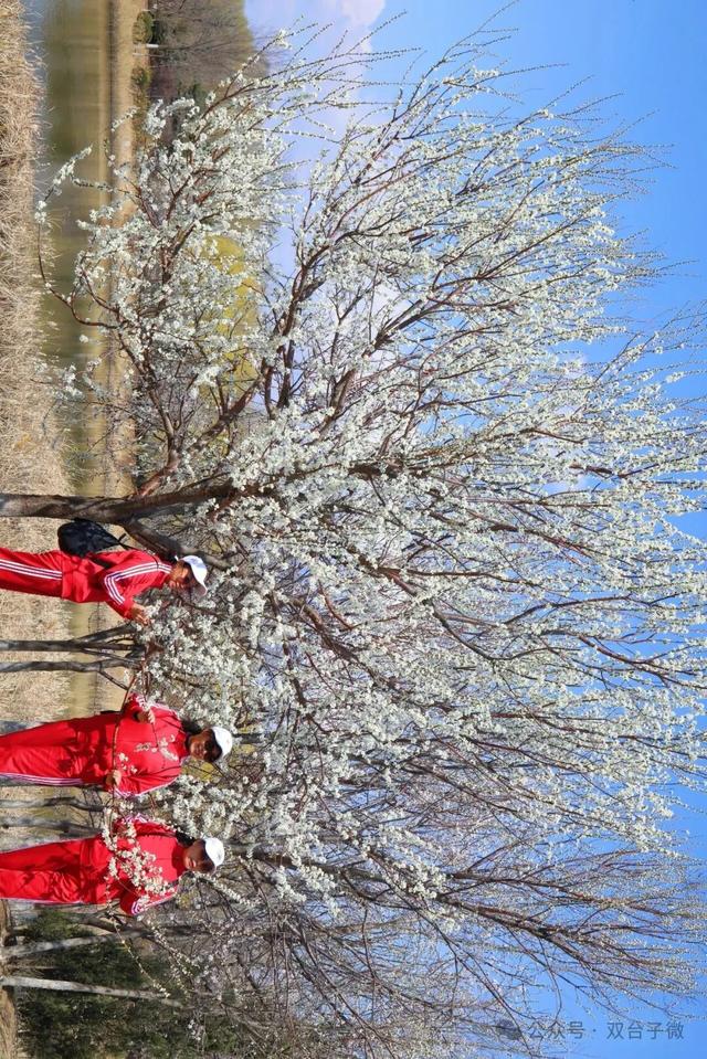【视觉•双台子】十里桃香醉春风 满树芳菲映城郭