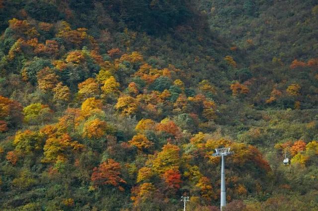 划得来！秋天来西岭雪山看彩林，门票直接免了！
