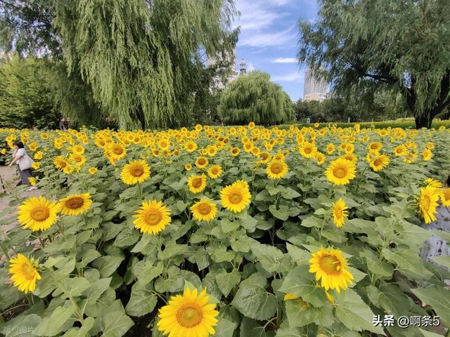 夏季葵花盛开！