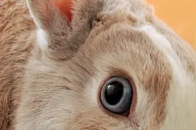 让人与人之间更亲密的秘诀——梅拉宾法则图片