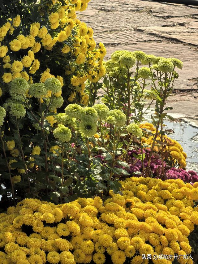 常州城东横山桥白龙观 冬日菊花节 采菊东篱下，悠然见横山