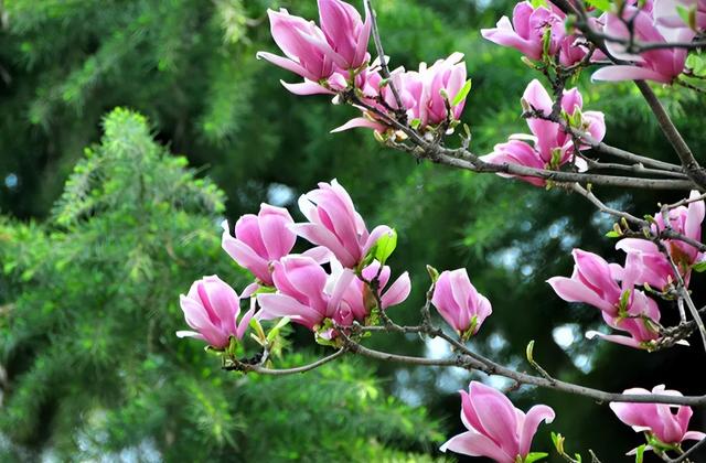 大寒至，春可期，昆明这些地方繁花似锦！