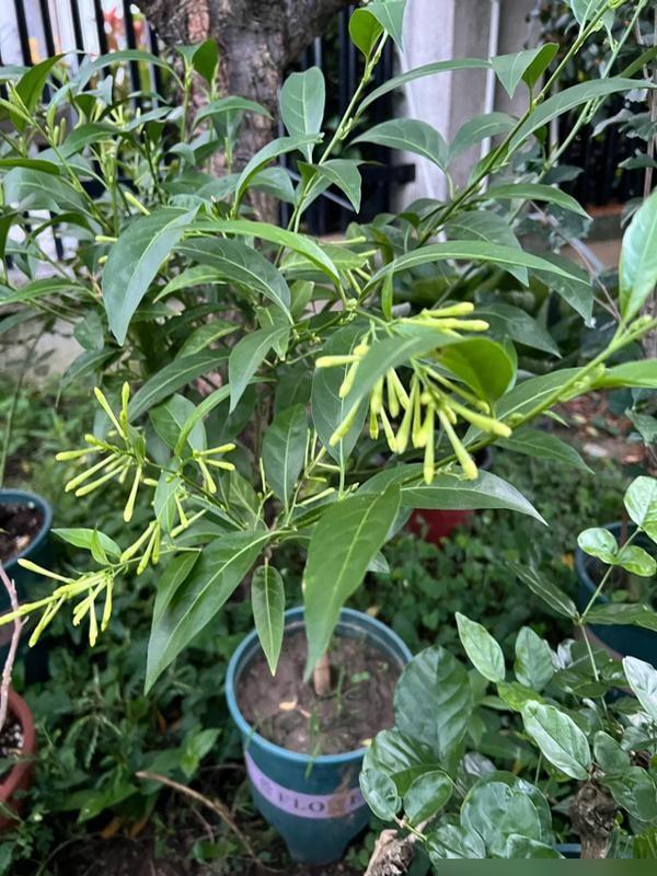 阴花不能进阳宅！这5种花“打死”也不养，家里若有？快挪走!