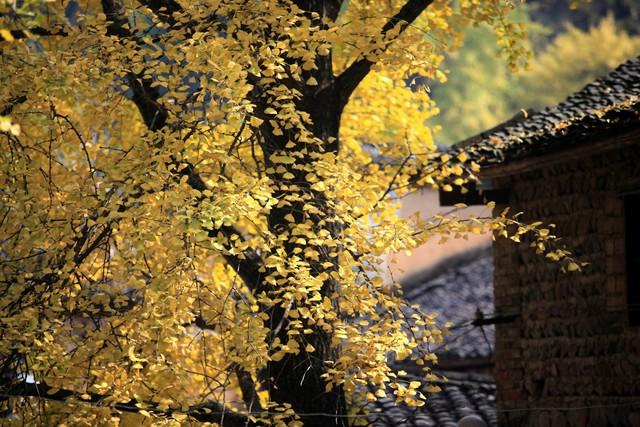 广西秋熟透了！红枫燃林、银杏铺古村，3条路线承包全国颜值巅峰