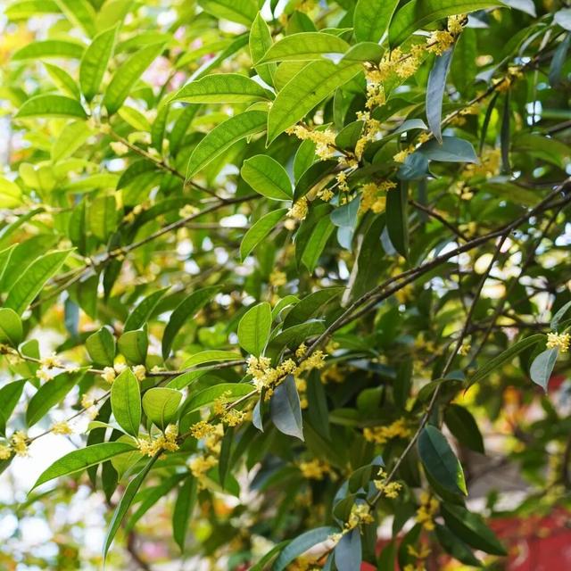 花漾邛州 | 秋意浓，满城桂雨润临邛