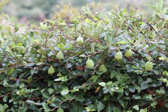 风景如画的远安印象