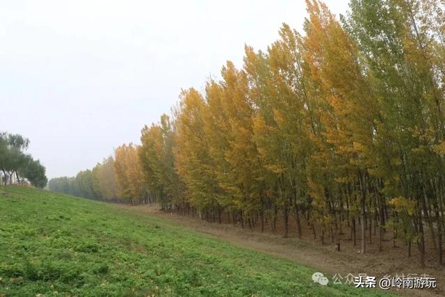 全部免费！渭河南河堤路赏秋攻略大全，那风景简直美爆了！