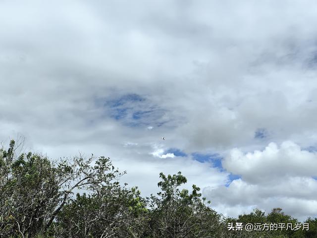 大沼泽地美国国家公园（迈阿密游记三）