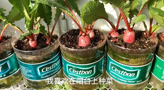 山东女子用200个矿泉水瓶在封闭阳台实现了蔬菜自由，网友:太牛了