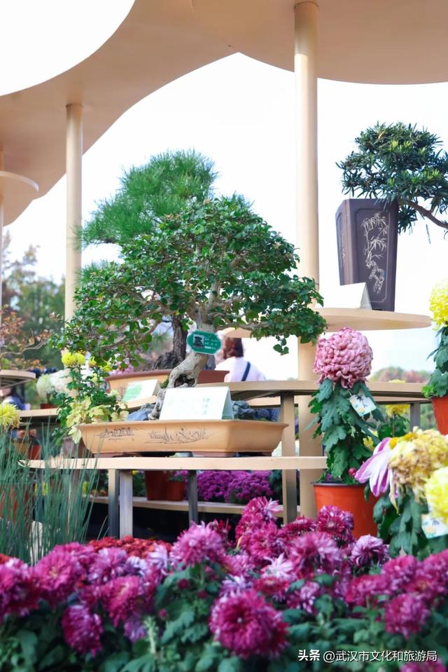 美到华妃都停步！最受欢迎的菊展打卡点就在这里