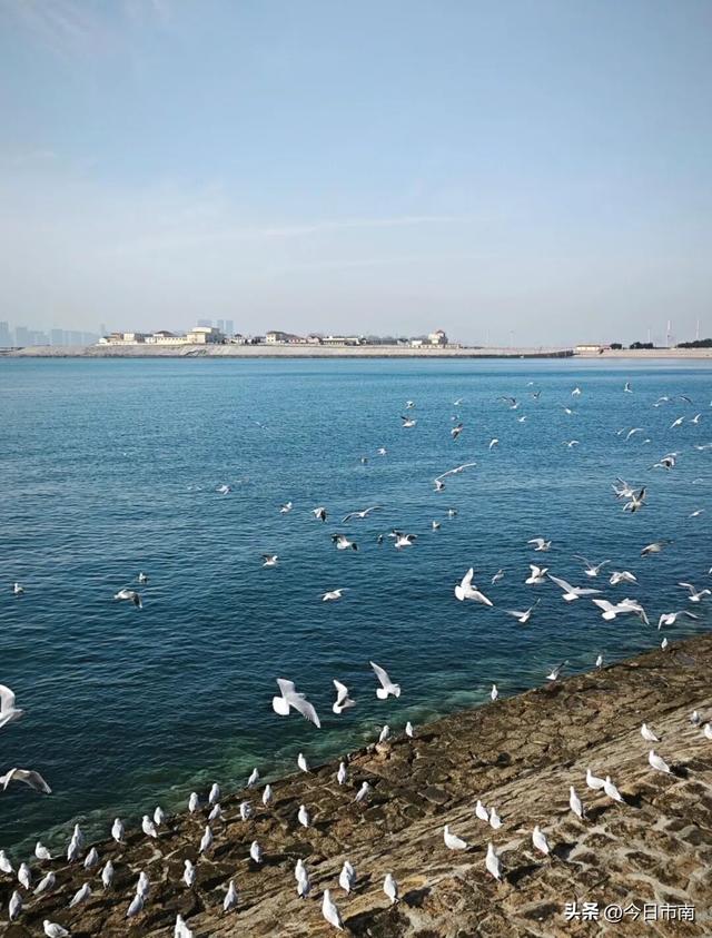 冬日限定浪漫！跟着蒋欣去海上喂海鸥！