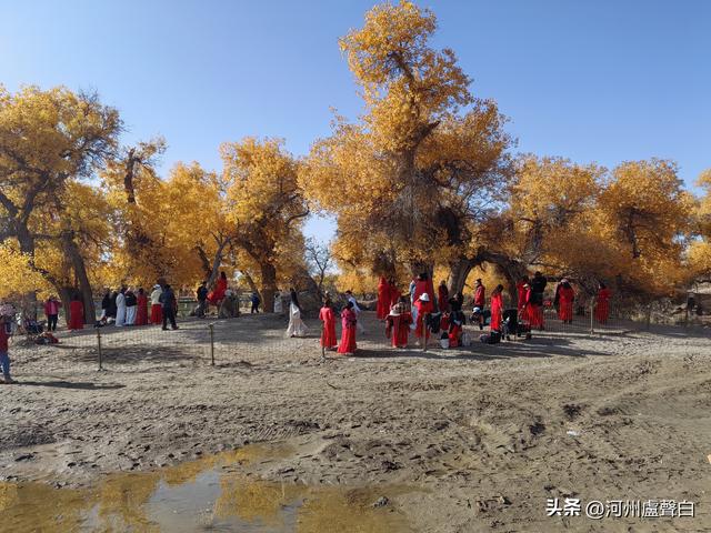 额济纳旗胡杨林