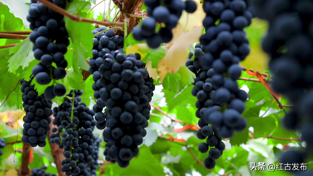 【书香红古·阅见龙城】醉美红古川 富饶赛江南