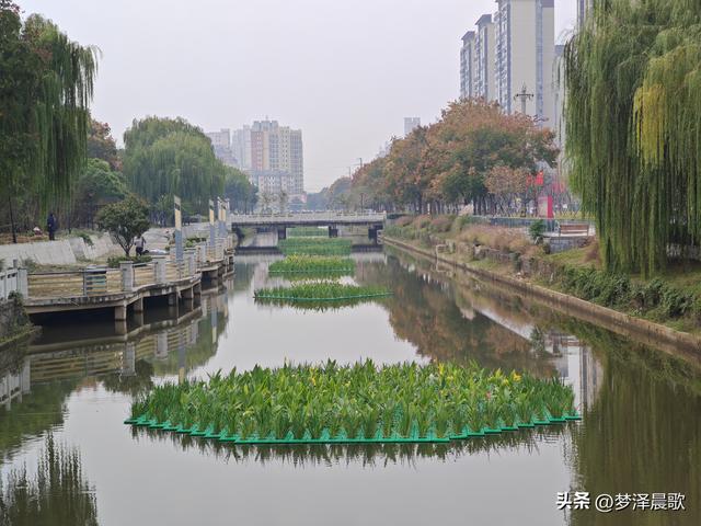 古城云梦：重阳桂花艳 千年古韵香