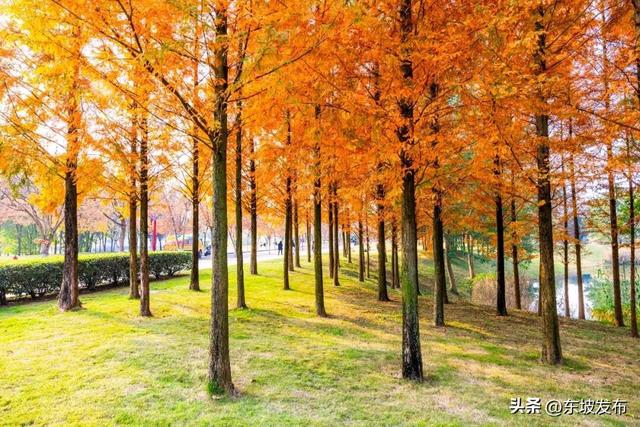 红了红了！东坡水杉出片率100%