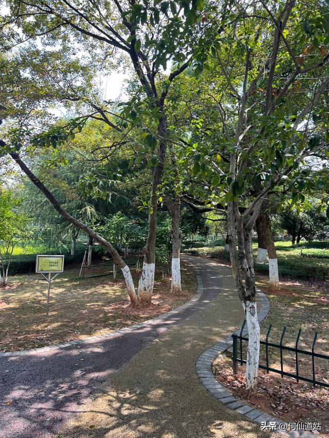 高安凤凰湖公园