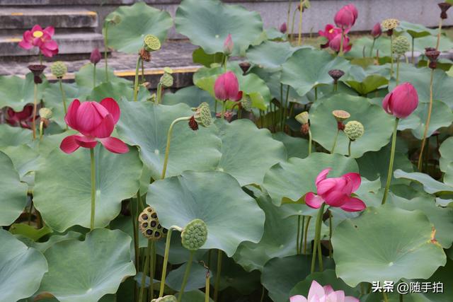 上海闵行文化公园水花园荷花进入盛花期，现实版“莫奈花园”