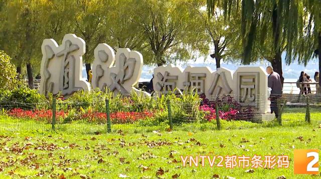 冬季限定！昆明海埂公园现新景观！鸥舞鱼跃人欢乐，快来打卡！