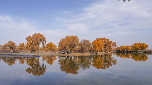 新疆沙雅｜自驾139胡杨秘境公路，一路驶进金色童话世界